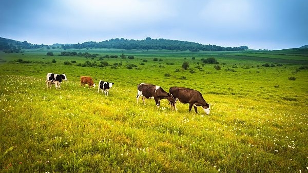 坚持农业农村优先发展 建设宜居宜业和美乡村