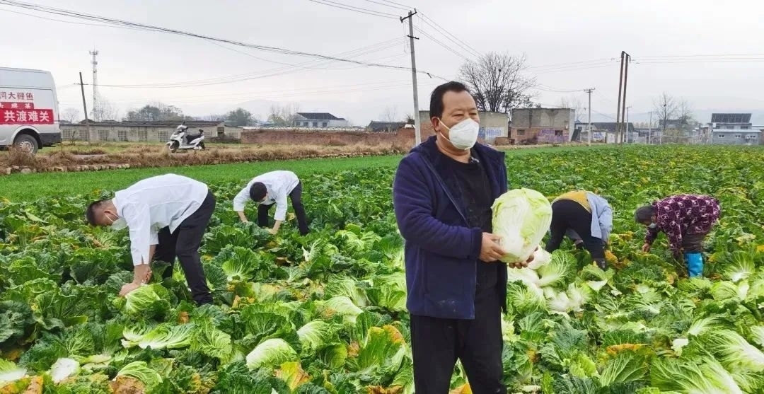 河南多举措助农解决滞销难题
