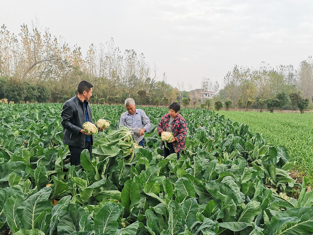 蔬菜滞销，枝江政协解急难！