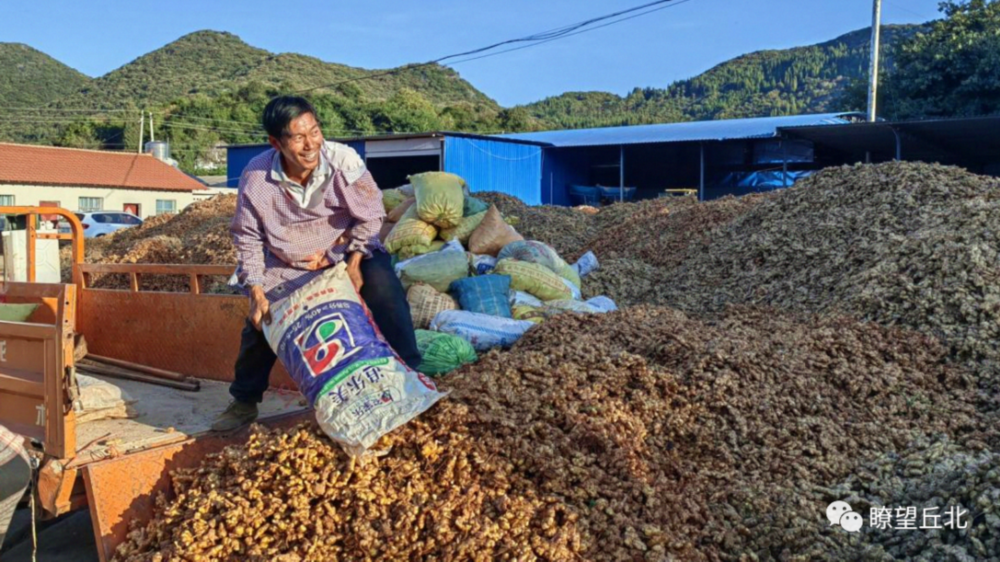 丘北双龙营：本地小黄姜实现产值6500万元