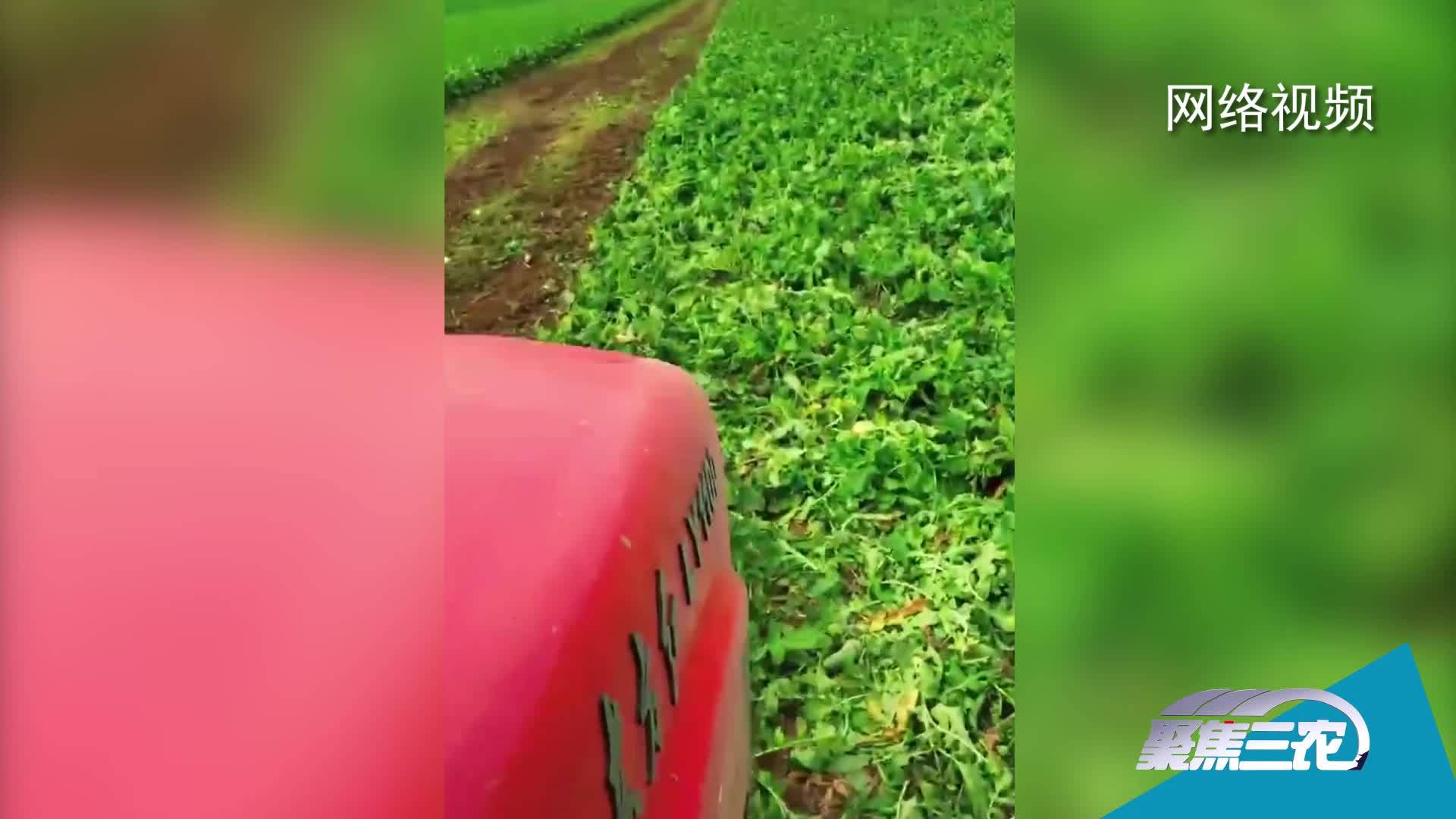 [聚焦三农]独家调查：各地蔬菜为何屡屡滞销