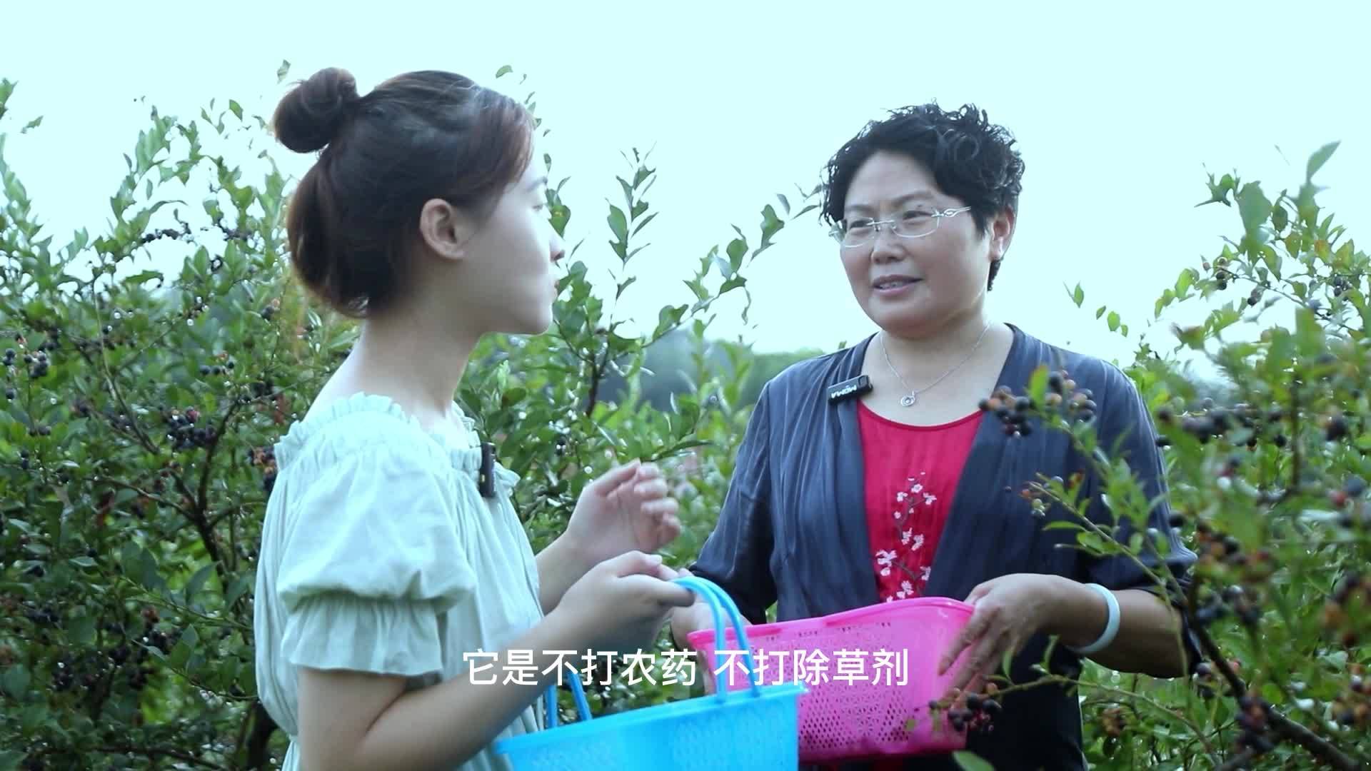 星城明月蓝莓