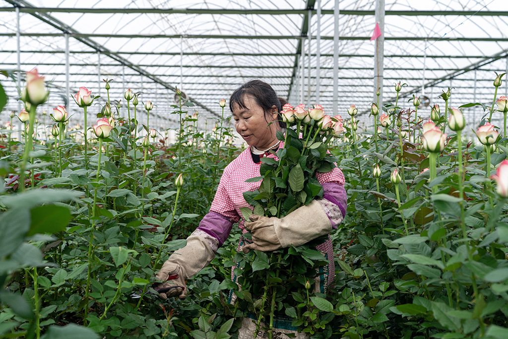 一名花农在云天化晋宁花卉产业现代化示范园内采摘鲜花（7月12日摄）。新华社记者 陈欣波 摄